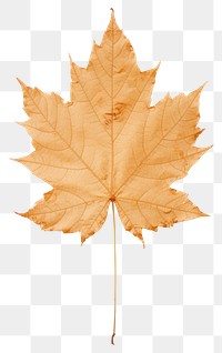 PNG Real pressed maple leave plant leaf tree. 