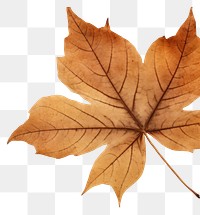 PNG  Real pressed maple leaves backgrounds textured plant.