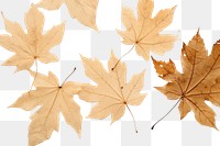 PNG  Real pressed maple leaves backgrounds plant leaf.