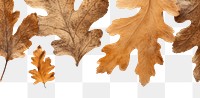PNG  Real pressed oak leaves backgrounds textured plant.
