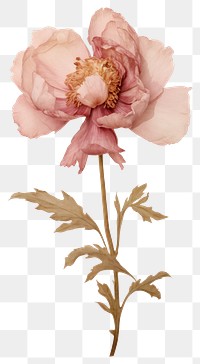 PNG Real pressed peony flower plant rose. AI generated Image by rawpixel.