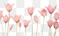 PNG  Real pressed pink tulip flowers blossom petal plant.