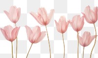PNG  Real pressed pink tulip flowers petal plant inflorescence