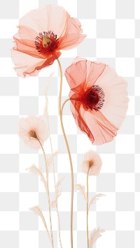 PNG Real pressed poppy flowers petal plant red