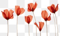 PNG  Real pressed red tulip flowers petal poppy plant.