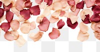 PNG  Real pressed rose petals flower backgrounds plant.