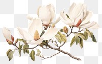 PNG Botanical illustration Magnolia vintage flowers magnolia blossom plant.