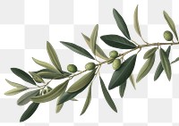PNG Olive branch plant olive leaf.