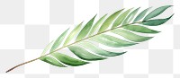 PNG Palm leaf plant green white background.