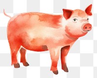 PNG Red pig mammal animal white background.