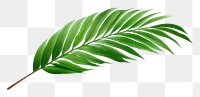 PNG Palm leaf plant green tree.