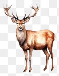 PNG  Deer Realistic watercolor wildlife animal mammal