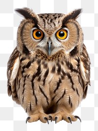 PNG An owl animal bird beak.