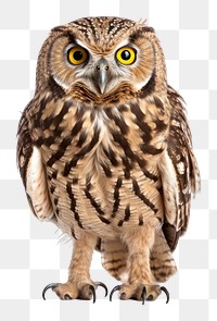 PNG Owl animal bird beak.