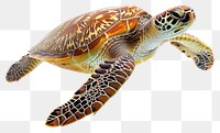 PNG Sea turtle reptile animal 