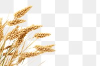 PNG Rice plant border wheat brown food