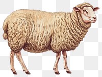 PNG Vintage illustration of sheep livestock animal mammal.