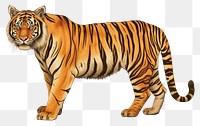 PNG Vintage illustration of tiger wildlife animal mammal.