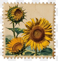 PNG Postage stamp with field of sunflower plant paper inflorescence.