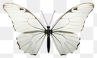 PNG Butterfly side view animal insect white.