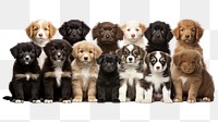 PNG Puppy breed dogs animal mammal pet.