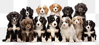 PNG Puppy breed dogs animal mammal pet.