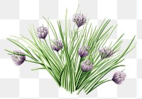 PNG Chives herb herbs flower plant.