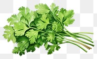 PNG Cilantro herb herbs parsley plant.