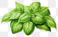 PNG Basil herb herbs plant leaf.