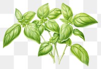 PNG Plant herbs leaf vegetable.