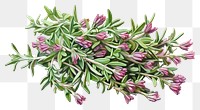 PNG Dry thyme herb herbs flower plant.