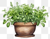 PNG Herb pot herbs plant leaf.