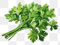 PNG Parsley herb herbs plant white background.