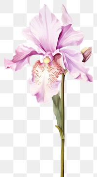 PNG Watercolor cattleya flower blossom orchid petal