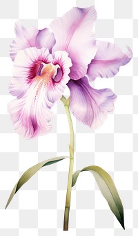 PNG Watercolor cattleya flower gladiolus blossom plant.