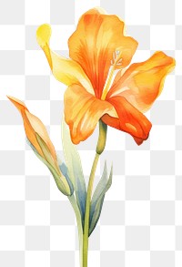 PNG Watercolor canna lily flower gladiolus petal plant.
