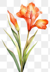 PNG Watercolor canna lily flower gladiolus petal plant.