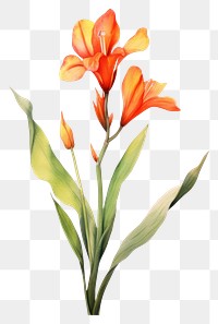 PNG Watercolor canna lily flower gladiolus plant white background.