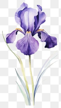 PNG Watercolor iris flower blossom petal plant.