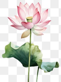 PNG Watercolor lotus flower plant lily white background