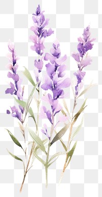 PNG Watercolor lavender flower blossom purple plant.