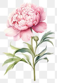 PNG Watercolor peony flower plant rose white background
