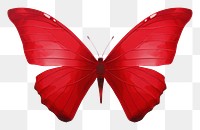 PNG Minimal butterfly animal insect invertebrate.