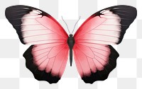 PNG Minimal butterfly animal insect invertebrate.