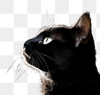 PNG  Cat animal mammal nature. AI generated Image by rawpixel.