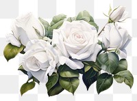 PNG  White rose bouquet flower plant art. AI generated Image by rawpixel.
