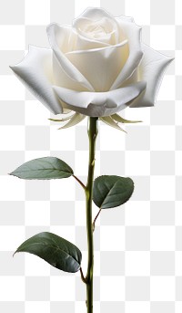 PNG  White rose flower petal plant. AI generated Image by rawpixel.