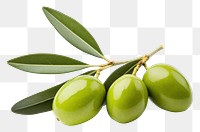 PNG Olive plant food leaf.