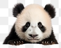 PNG  Peeking panda wildlife animal mammal