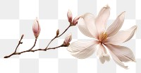 PNG Blossom flower petal plant.